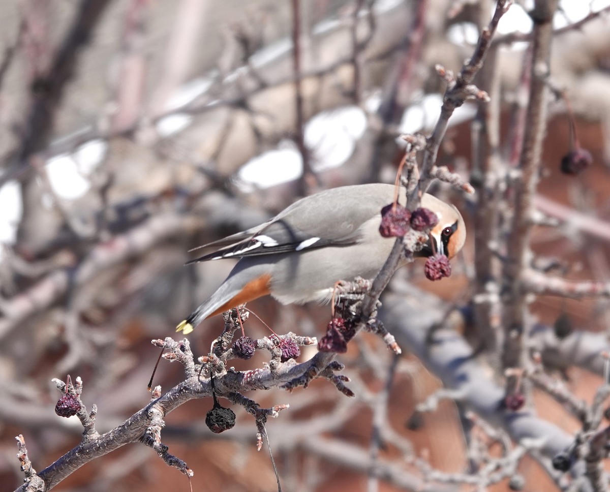 Bohemian Waxwing - ML630145324