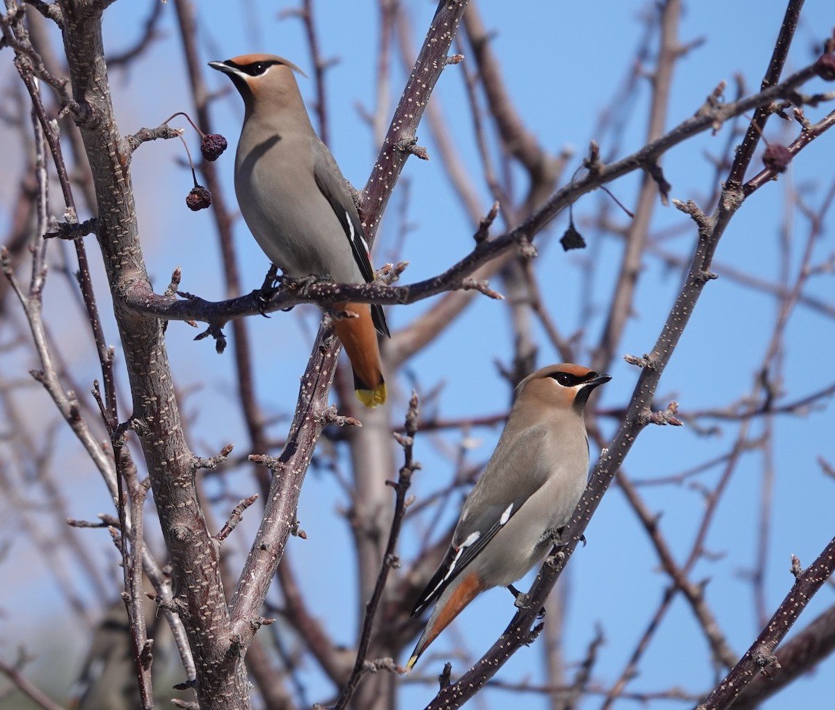 Bohemian Waxwing - ML630145325