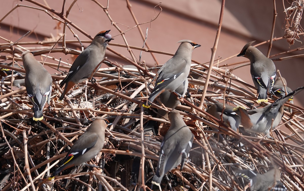 Bohemian Waxwing - ML630145327