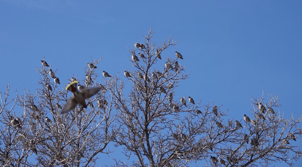 Bohemian Waxwing - ML630145328