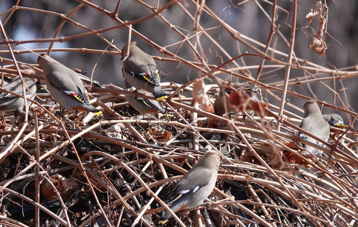 Bohemian Waxwing - ML630145329