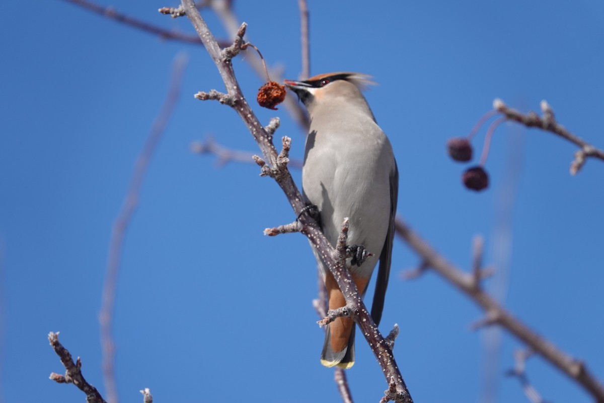 Bohemian Waxwing - ML630145331