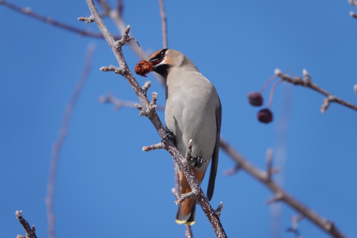 Bohemian Waxwing - ML630145332