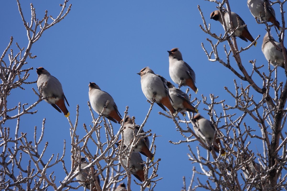 Bohemian Waxwing - ML630145334