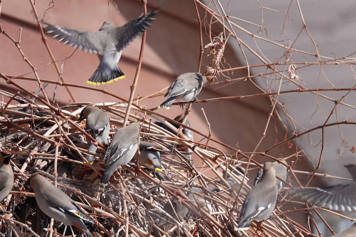 Bohemian Waxwing - ML630145335