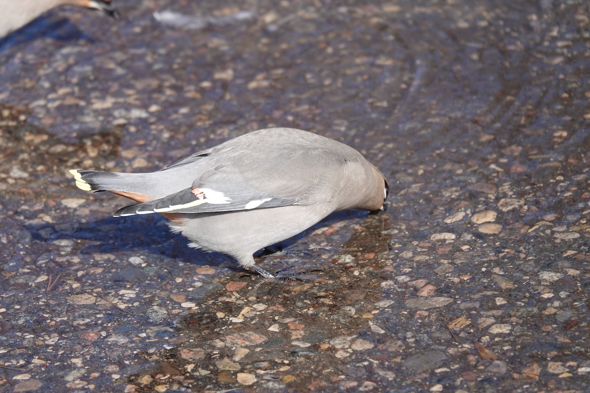 Bohemian Waxwing - ML630145336