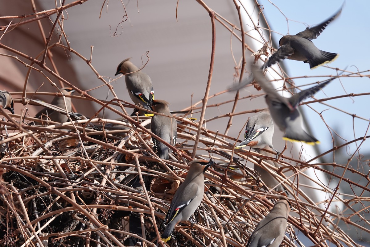 Bohemian Waxwing - ML630145337