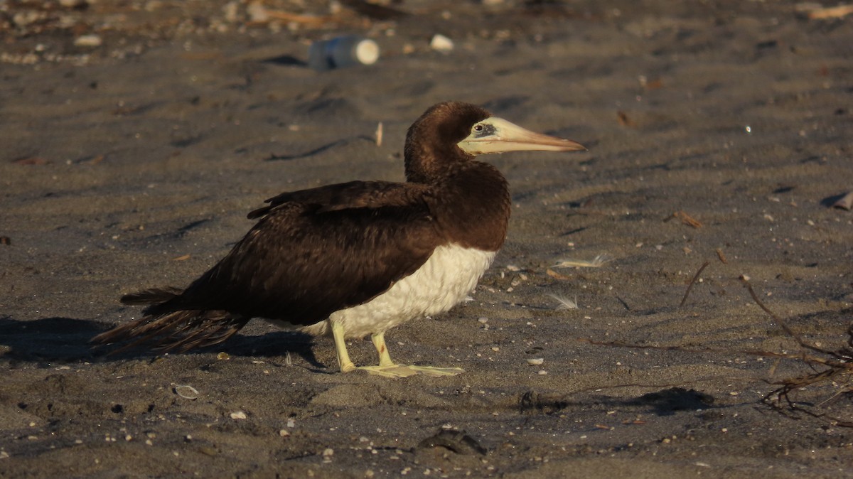 灰頭鰹鳥 - ML630145520