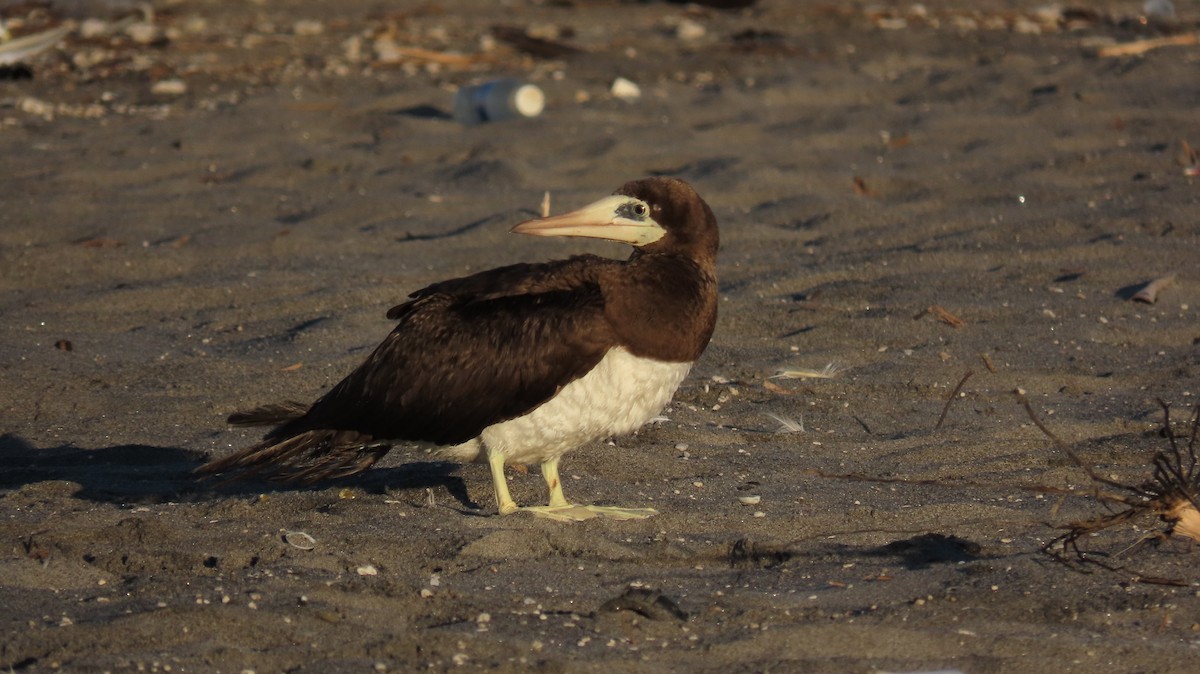 灰頭鰹鳥 - ML630145522