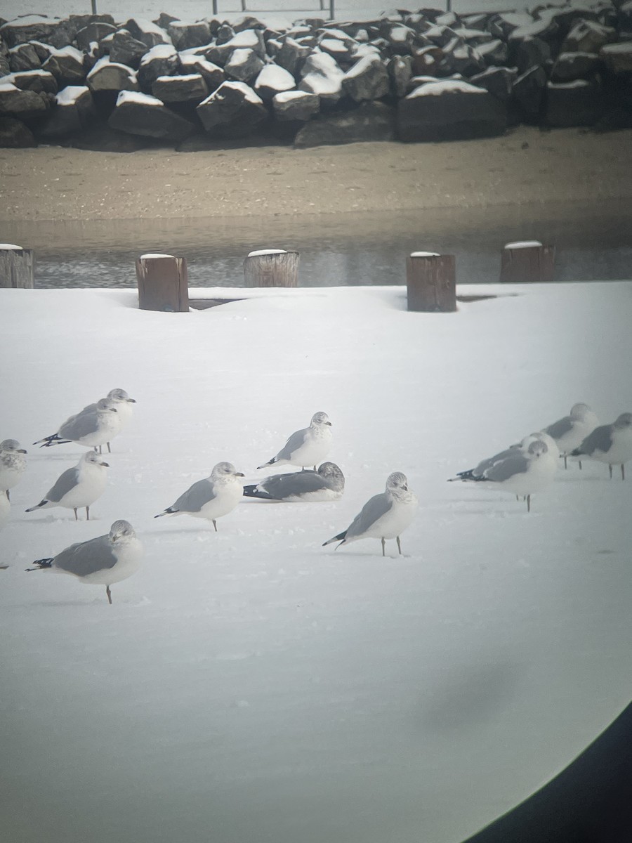 歐亞海鷗(kamtschatschensis) - ML630145545