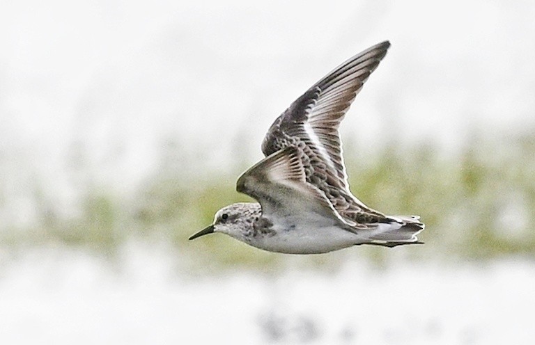 Little Stint - ML630145629