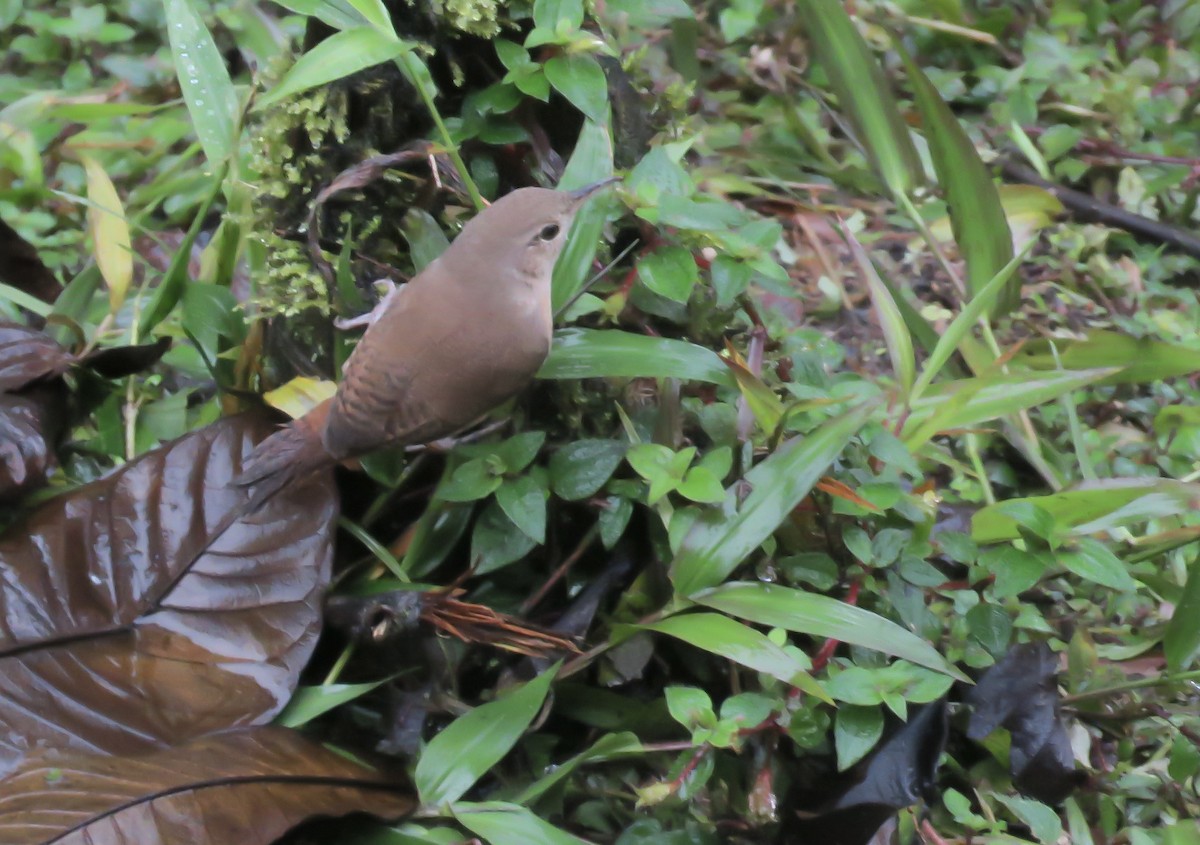 Southern House Wren - ML630145956