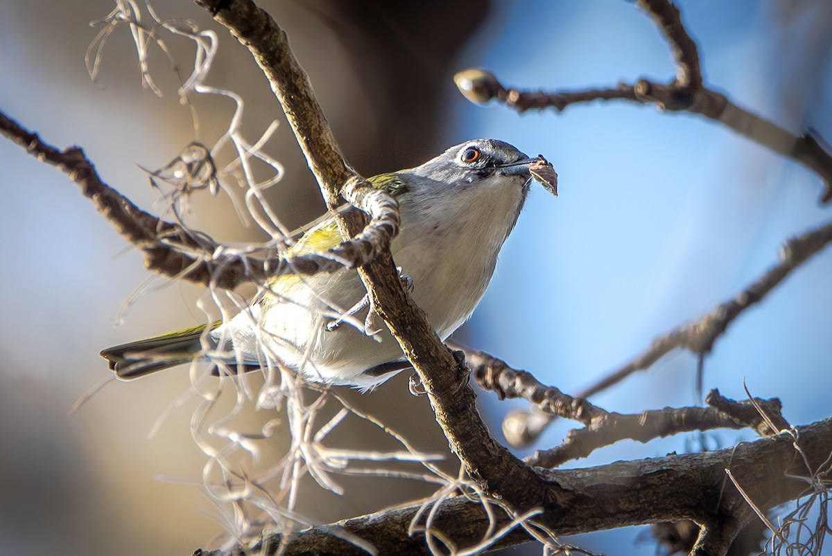 Blue-headed Vireo - ML630145982