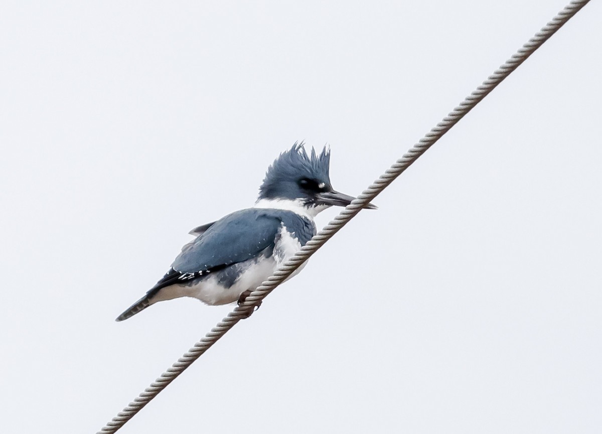 Belted Kingfisher - ML630146029