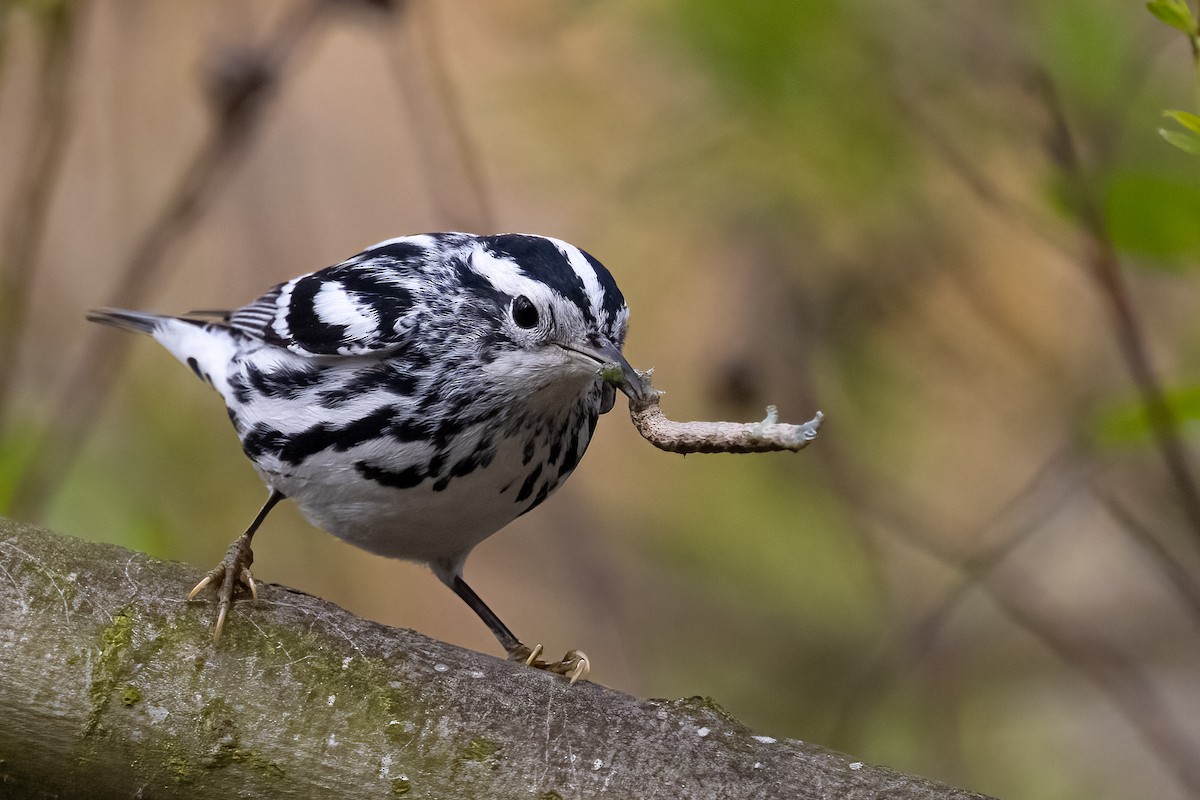 Black-and-white Warbler - ML630146136