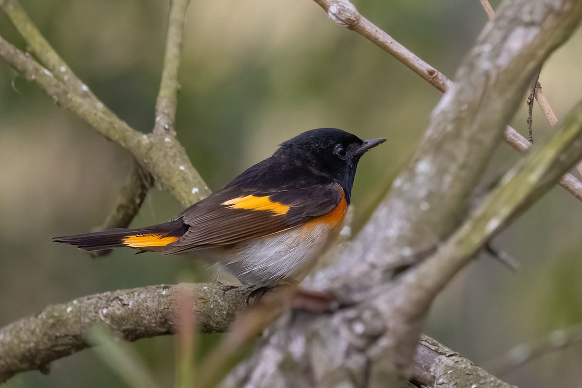 American Redstart - ML630146156