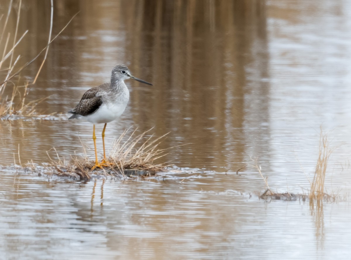 Greater Yellowlegs - ML630146165