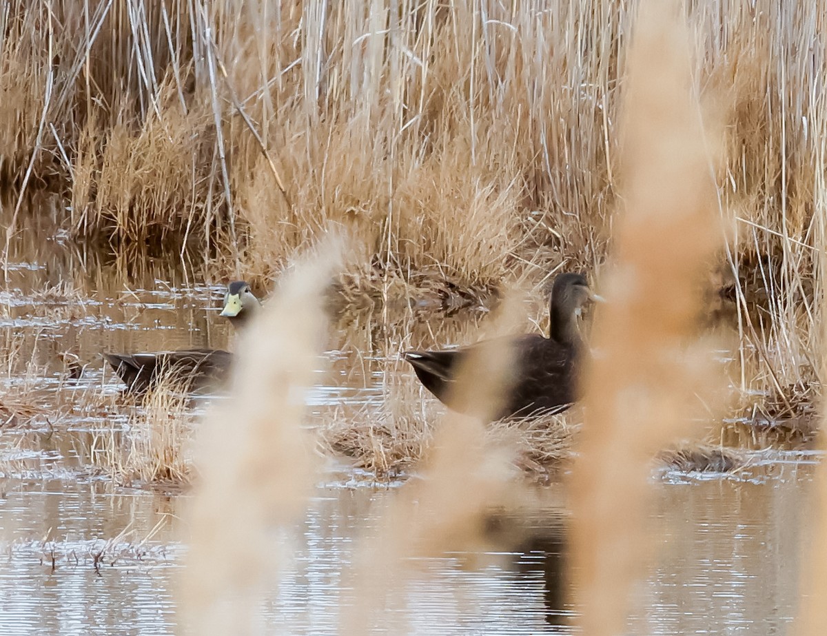 American Black Duck - ML630146254
