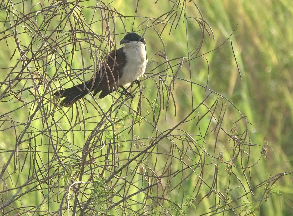 Coppery-tailed Coucal - ML630146358