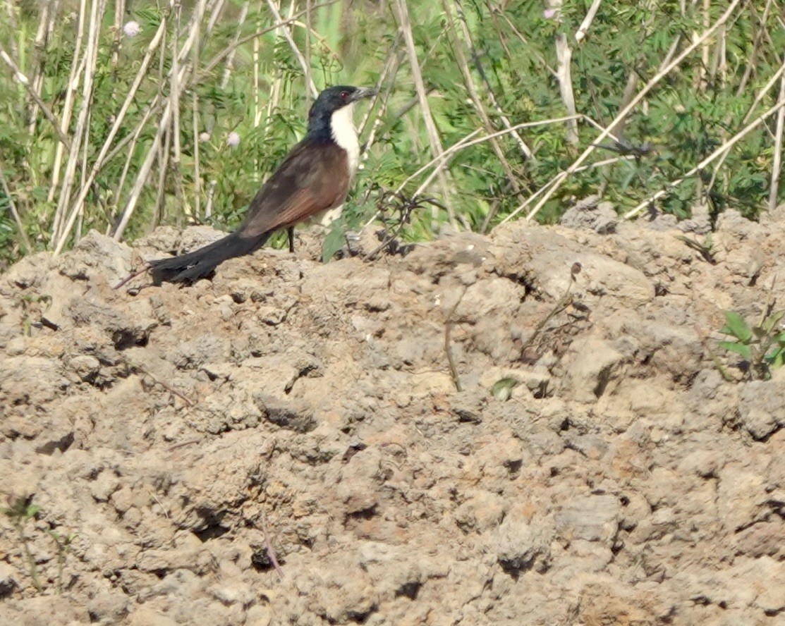 Coppery-tailed Coucal - ML630146359