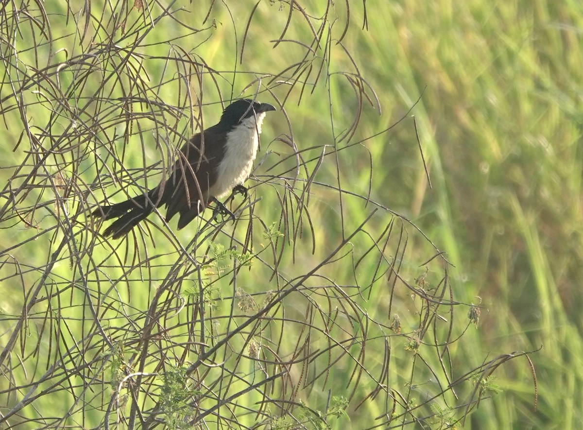 Coppery-tailed Coucal - ML630146360