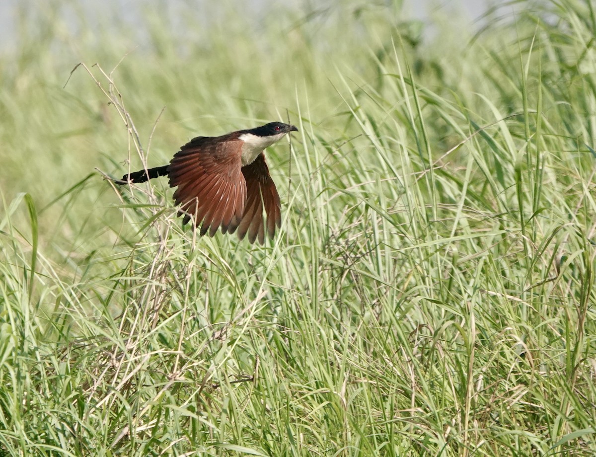 Coppery-tailed Coucal - ML630146362