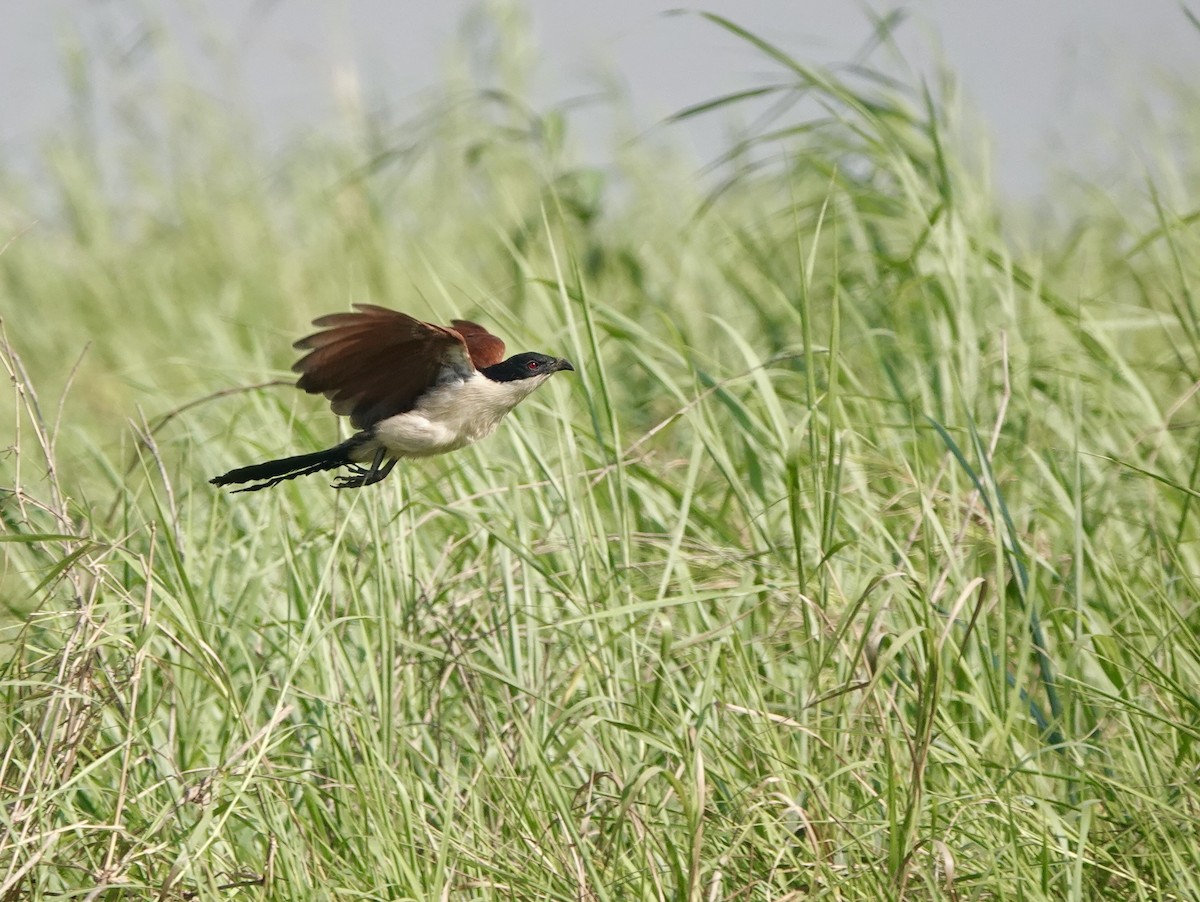 Coppery-tailed Coucal - ML630146363