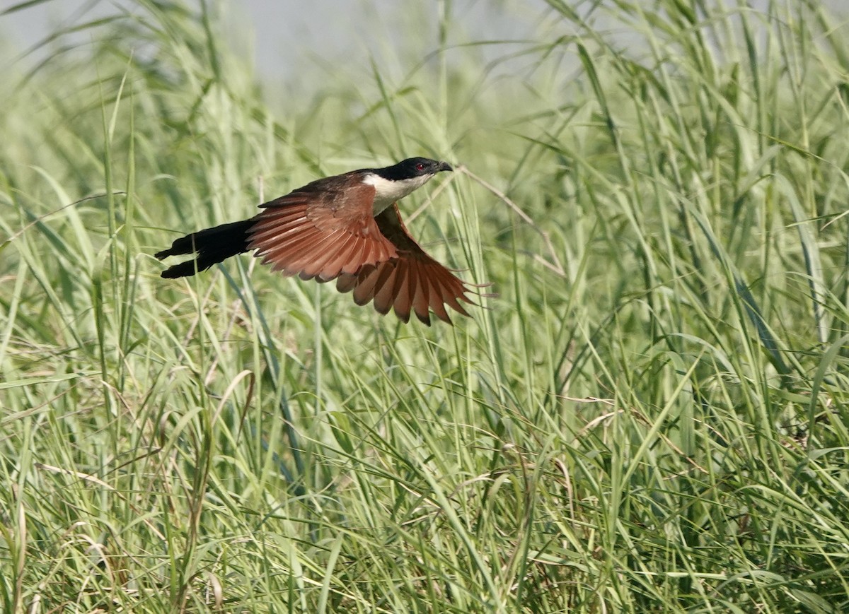 Coppery-tailed Coucal - ML630146364