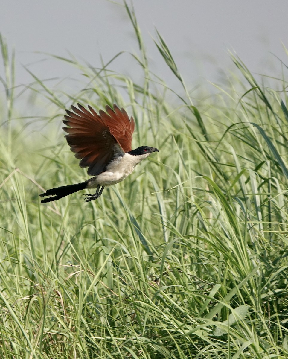 Coppery-tailed Coucal - ML630146365