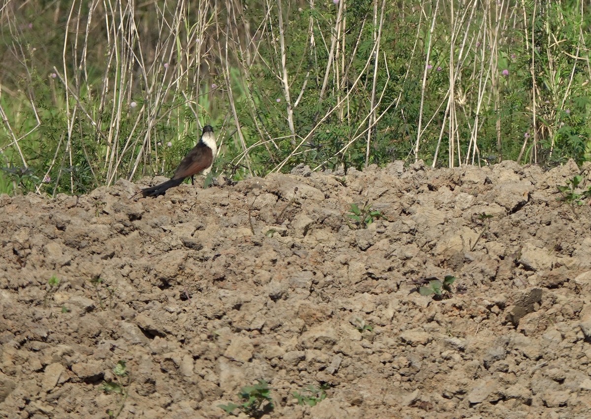 Coppery-tailed Coucal - ML630146366