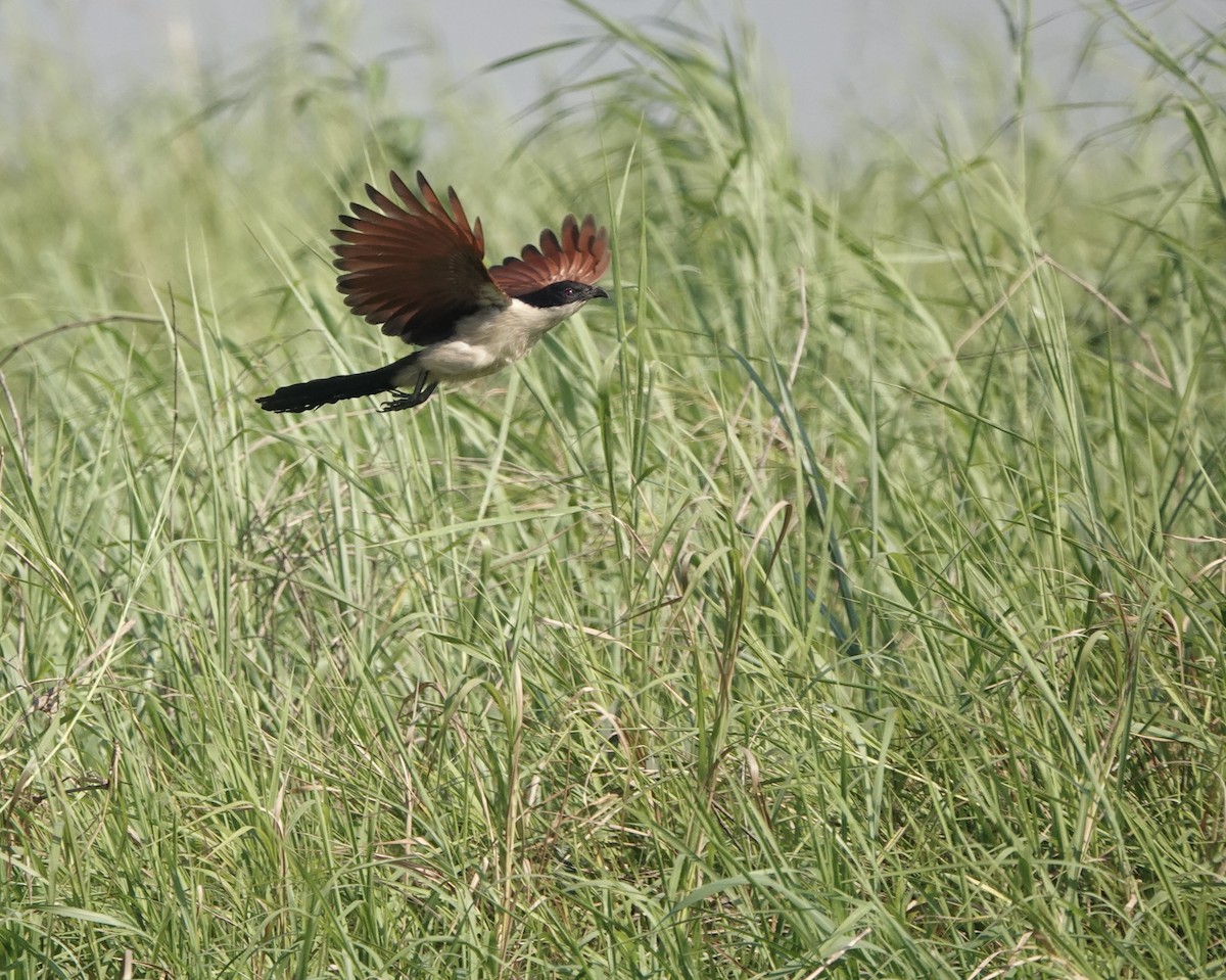 Coppery-tailed Coucal - ML630146367