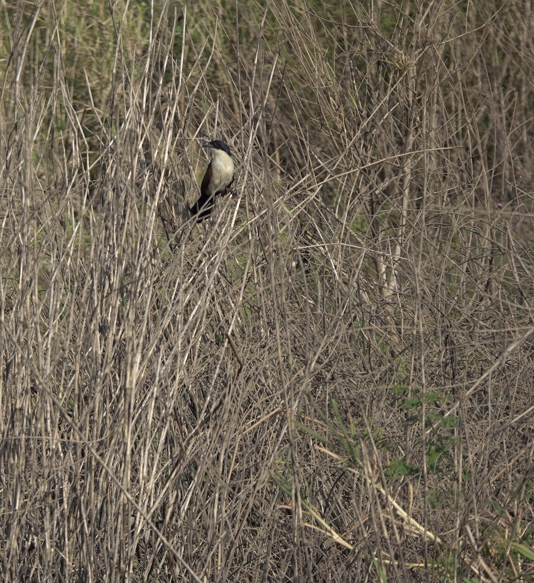 Coppery-tailed Coucal - ML630146368