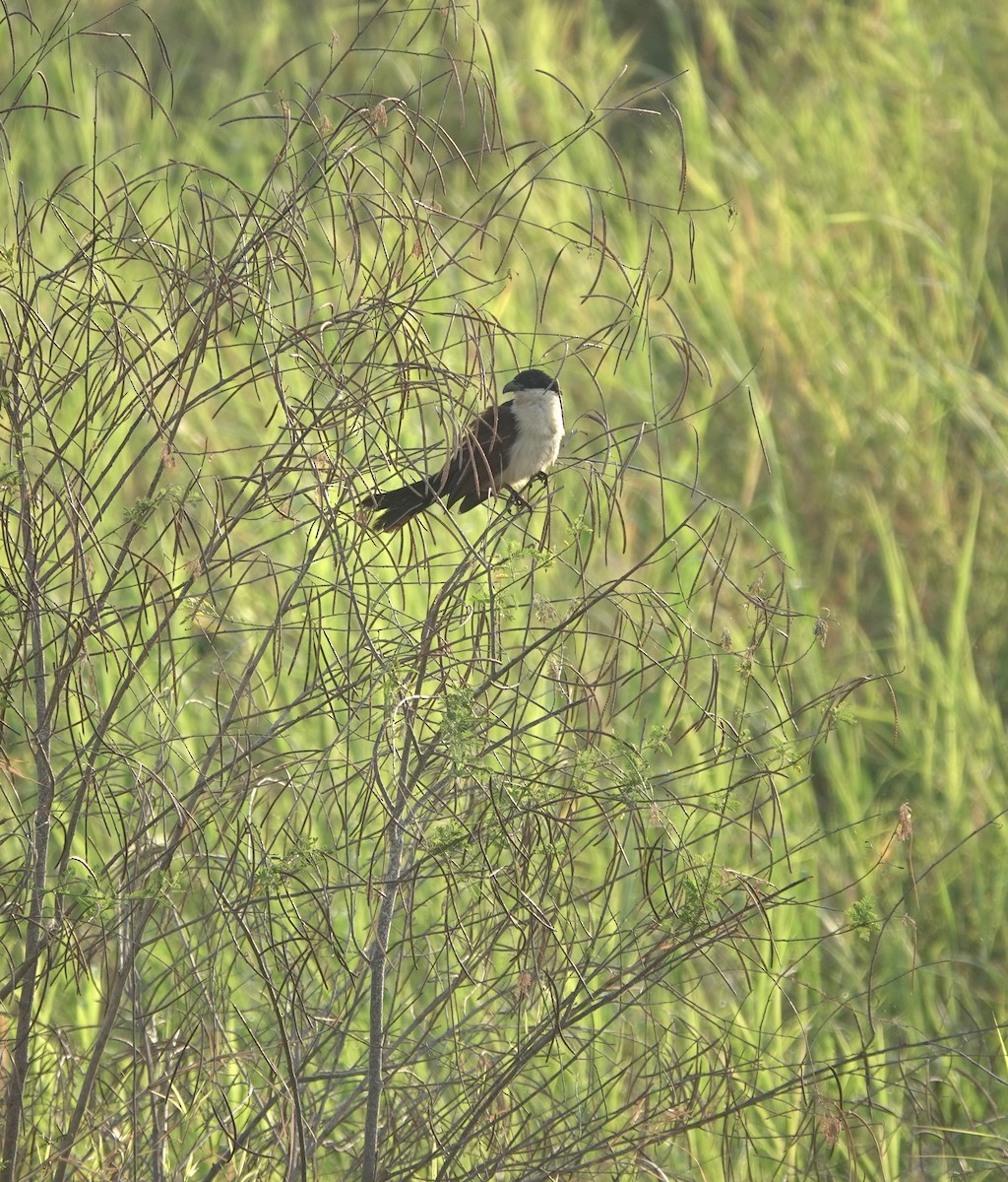 Coppery-tailed Coucal - ML630146369