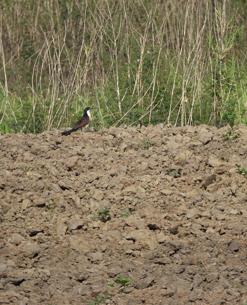 Coppery-tailed Coucal - ML630146370