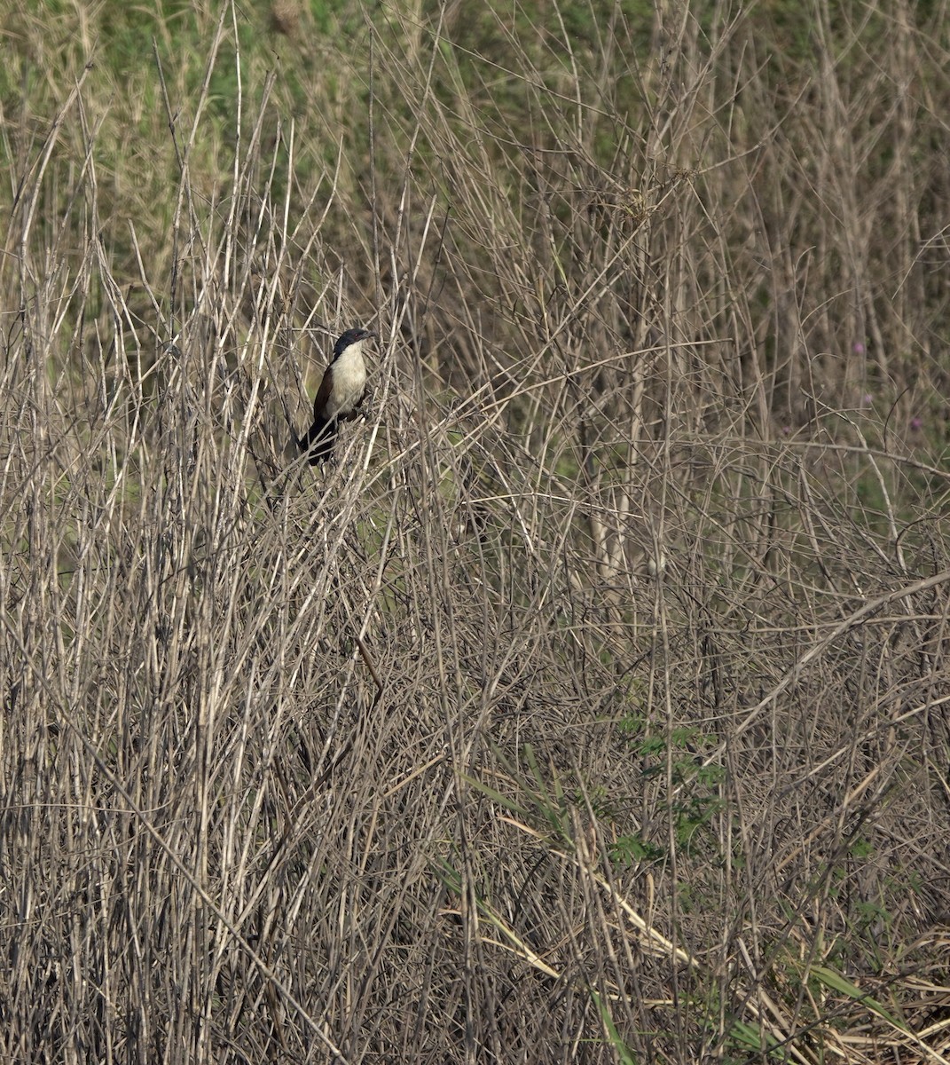 Coppery-tailed Coucal - ML630146371