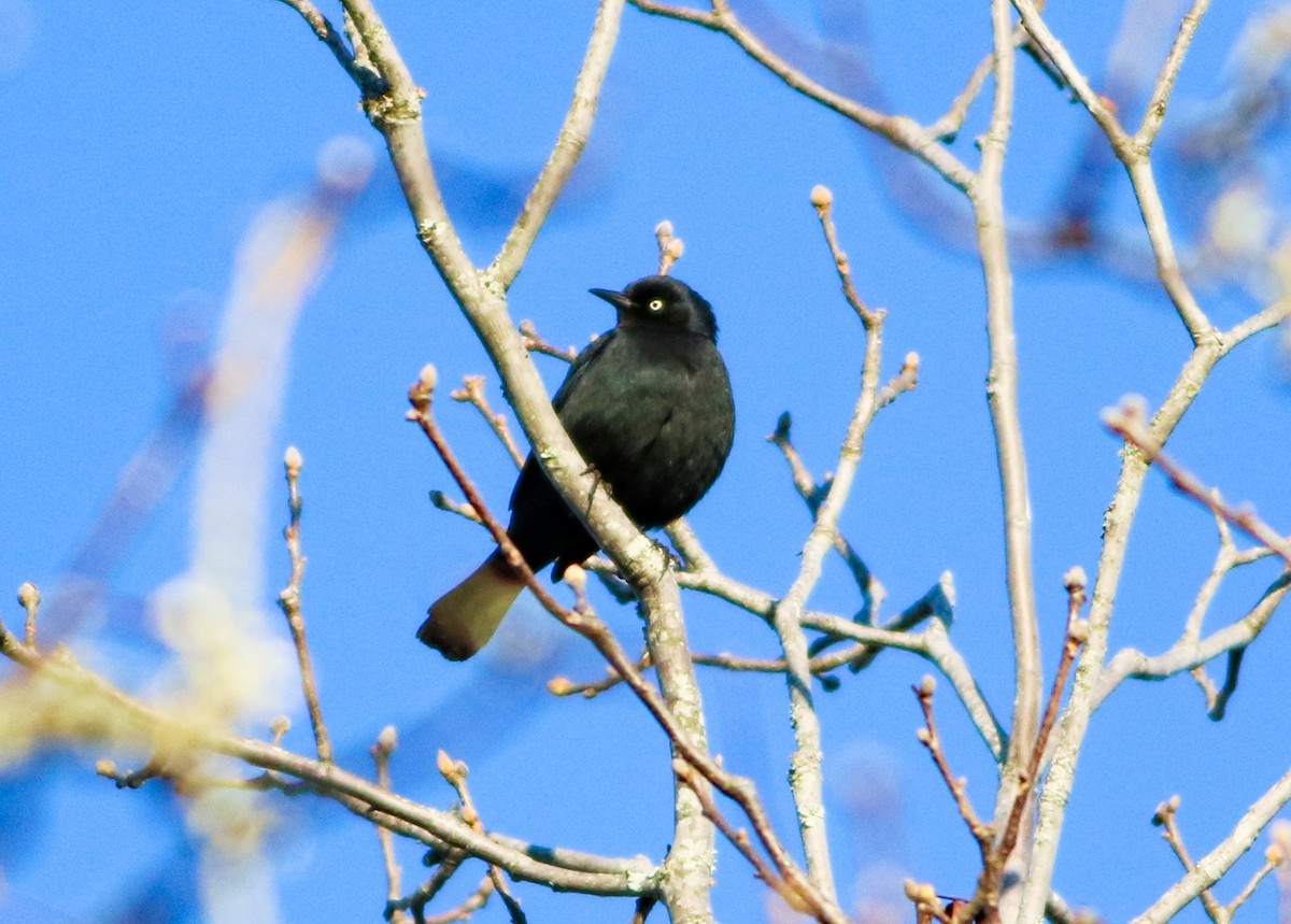Rusty Blackbird - ML630146625