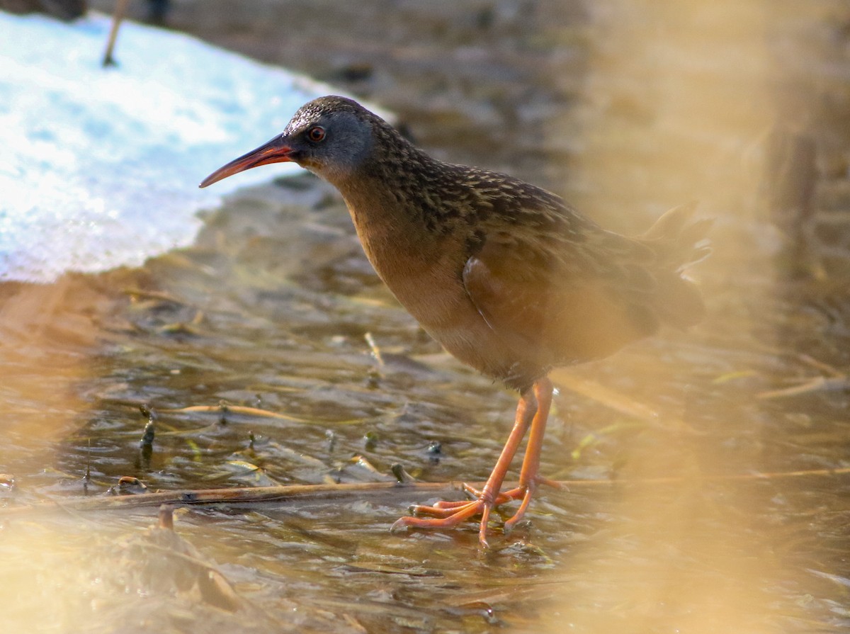 Virginia Rail - ML630146654