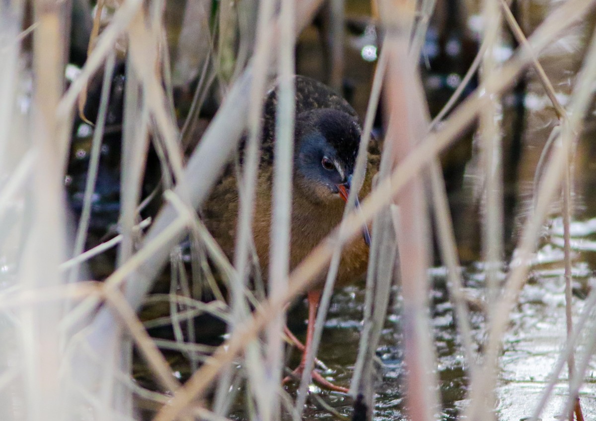 Virginia Rail - ML630146655