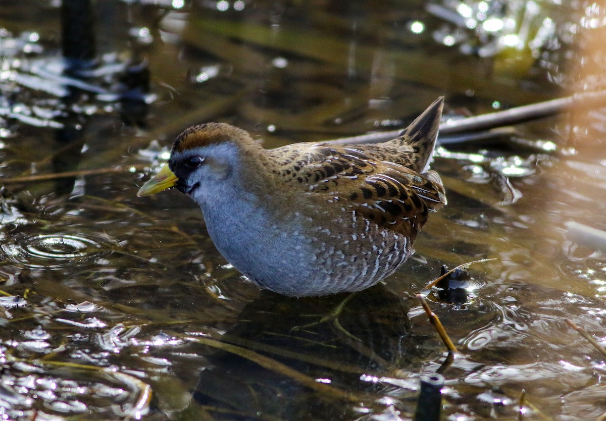 Sora - ML630146671