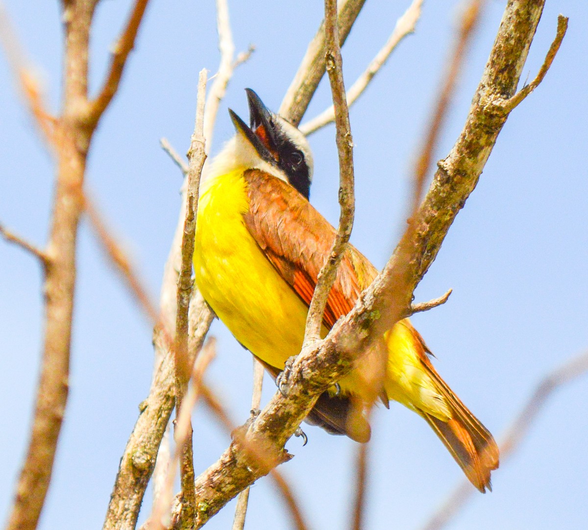 Boat-billed Flycatcher - ML630146909