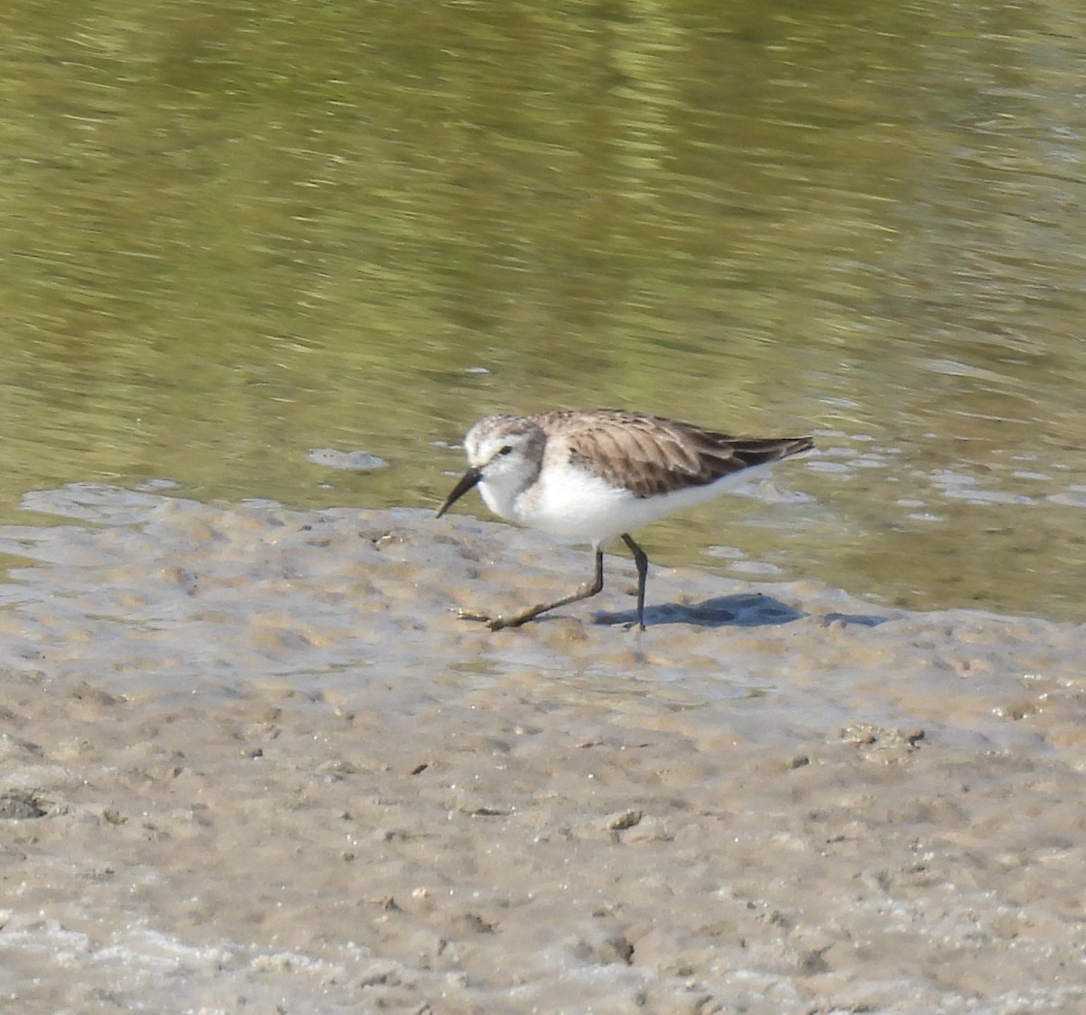 Little Stint - ML630146927