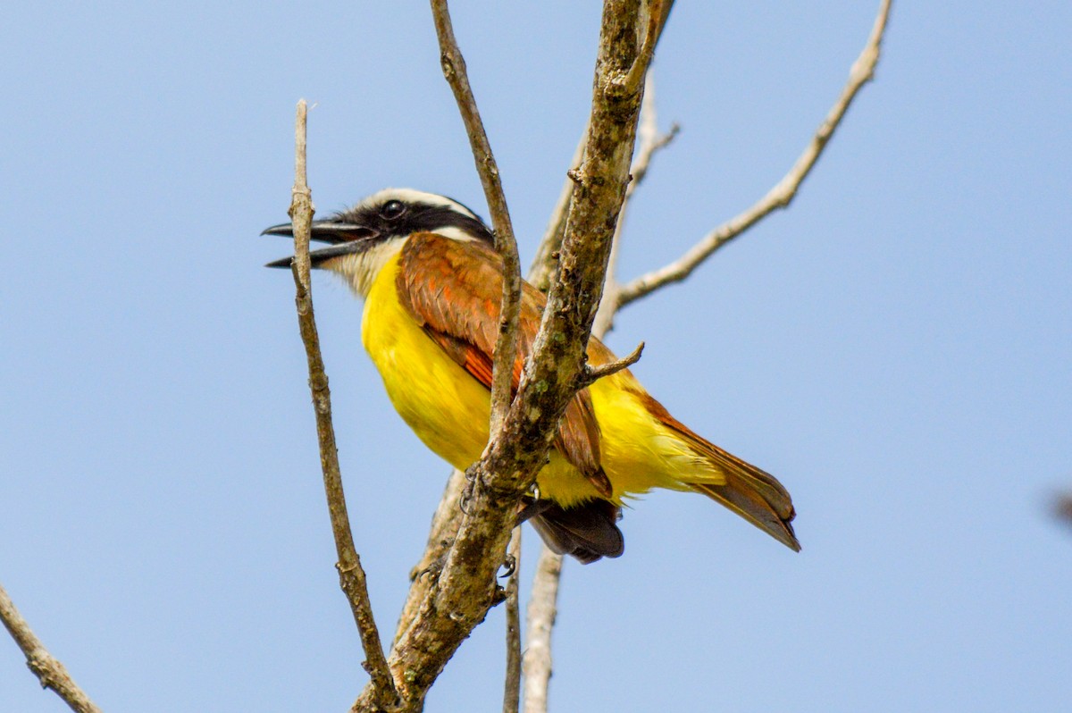 Boat-billed Flycatcher - ML630146929