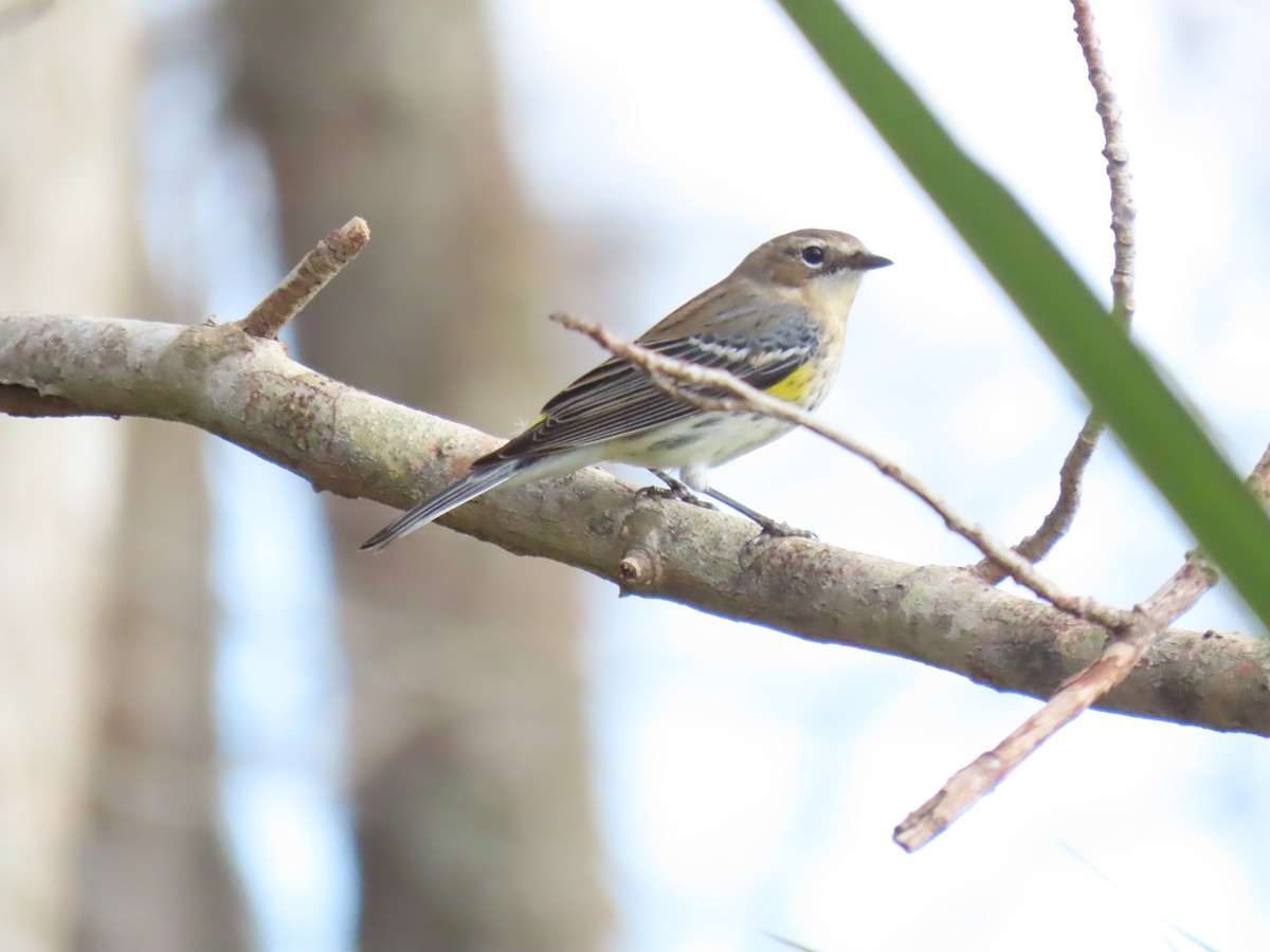 Yellow-rumped Warbler - ML630147076