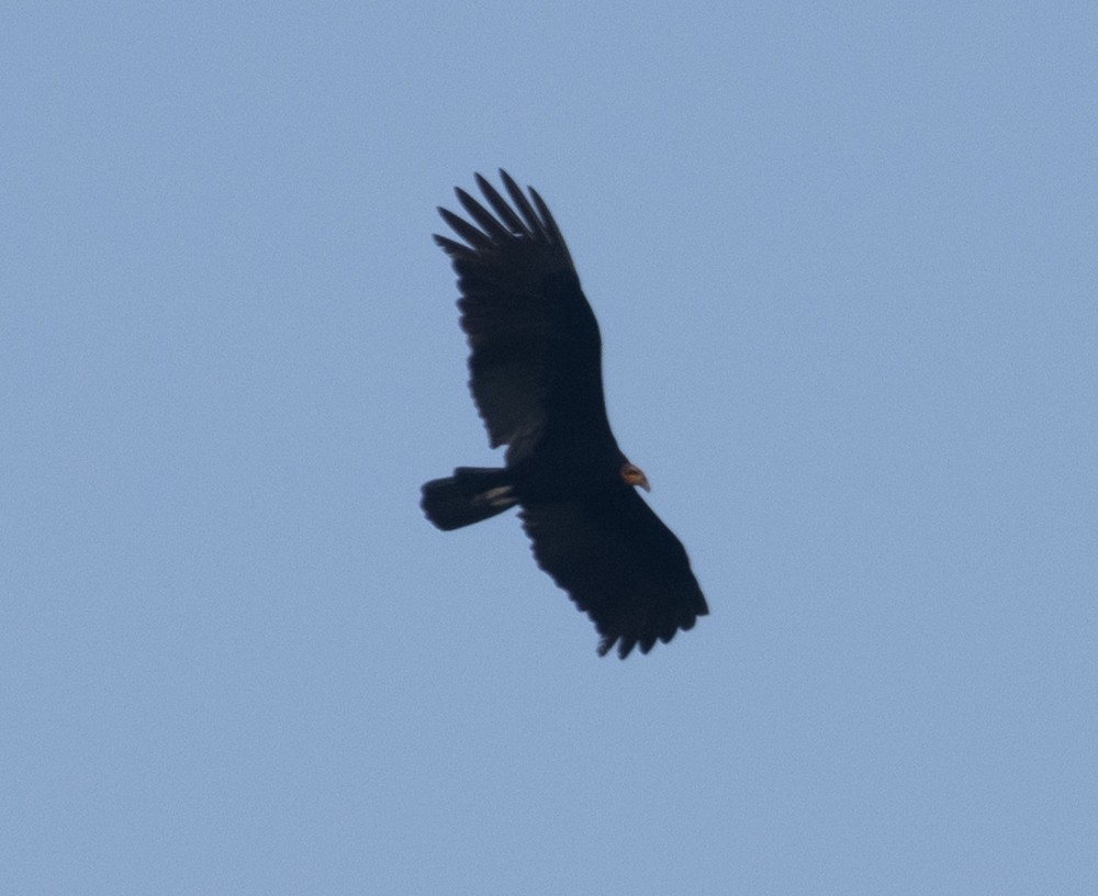 Greater Yellow-headed Vulture - ML630147255
