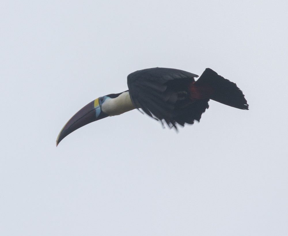 White-throated Toucan - ML630147261