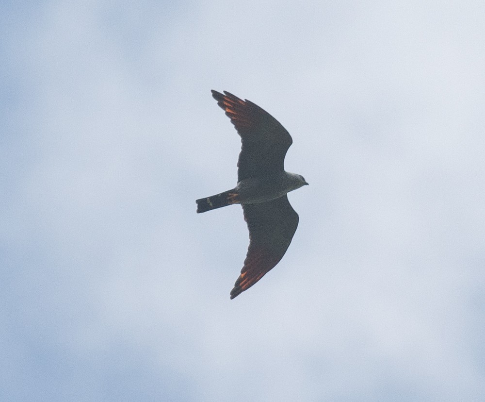 Plumbeous Kite - ML630147262