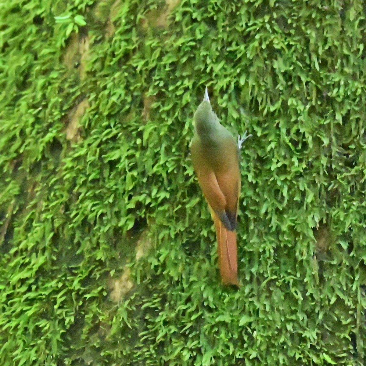 Olivaceous Woodcreeper - ML630147335