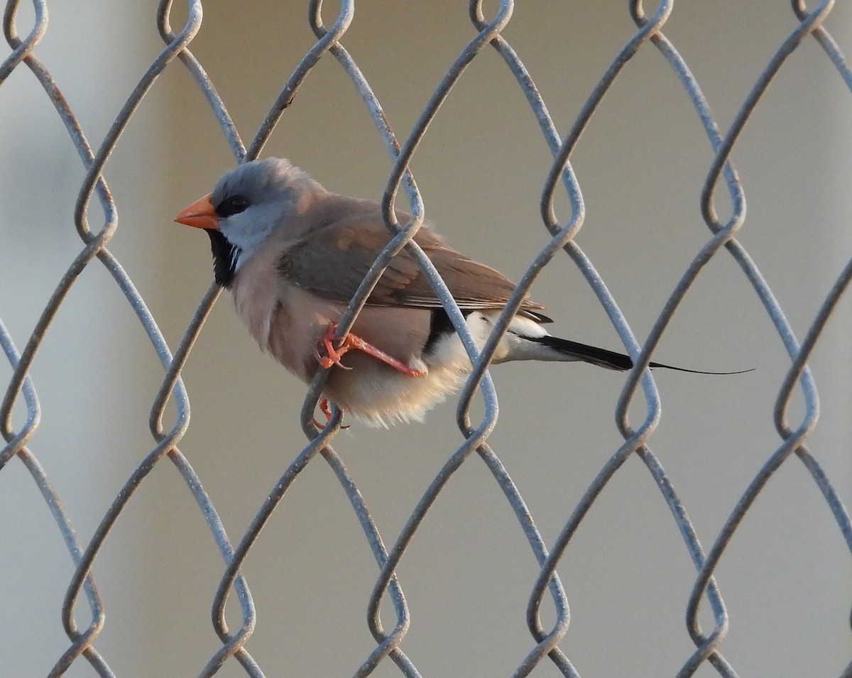 Long-tailed Finch - ML630147431