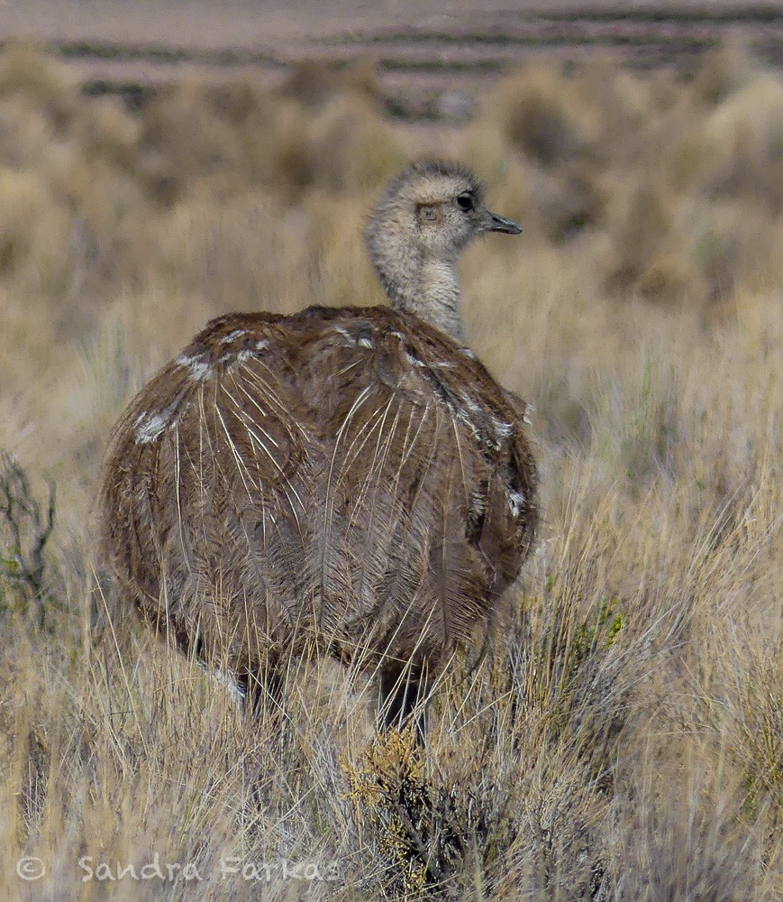 Lesser Rhea - ML630147531