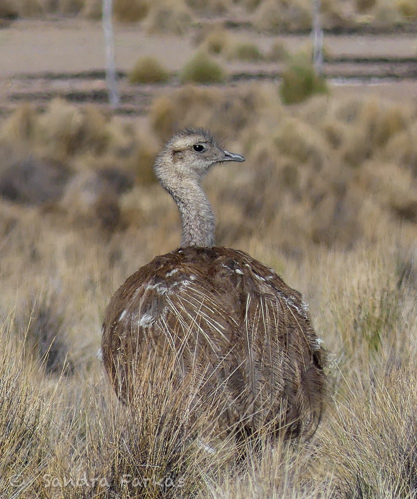Lesser Rhea - ML630147532